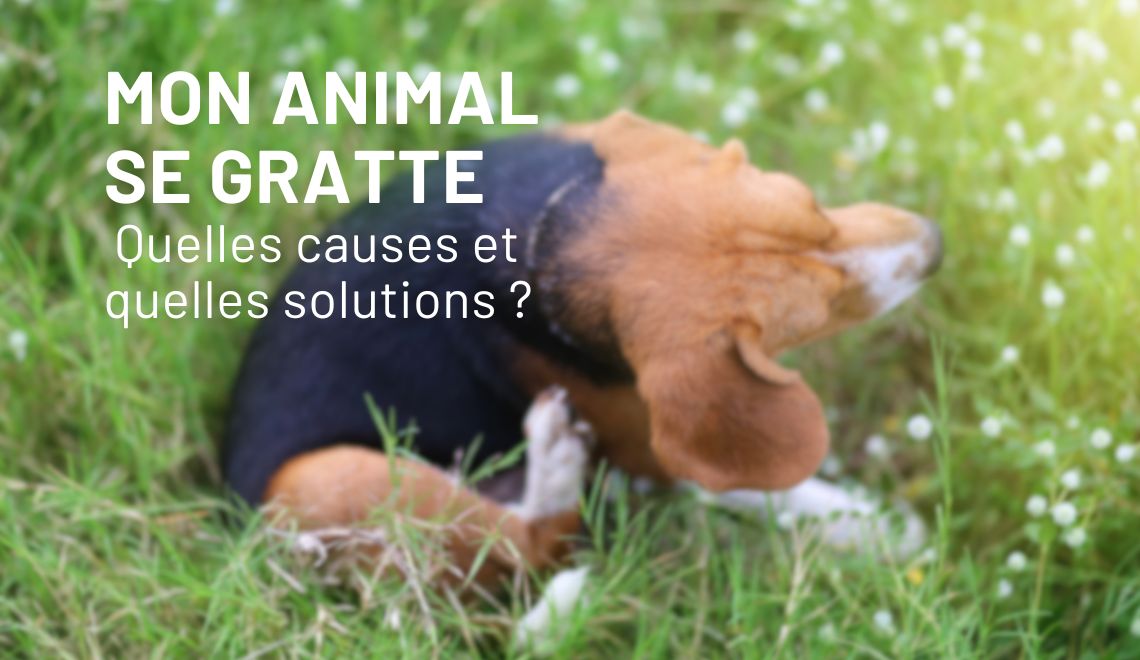 Mon chien ou mon chat se gratte : quelles causes et comment le soulager ?