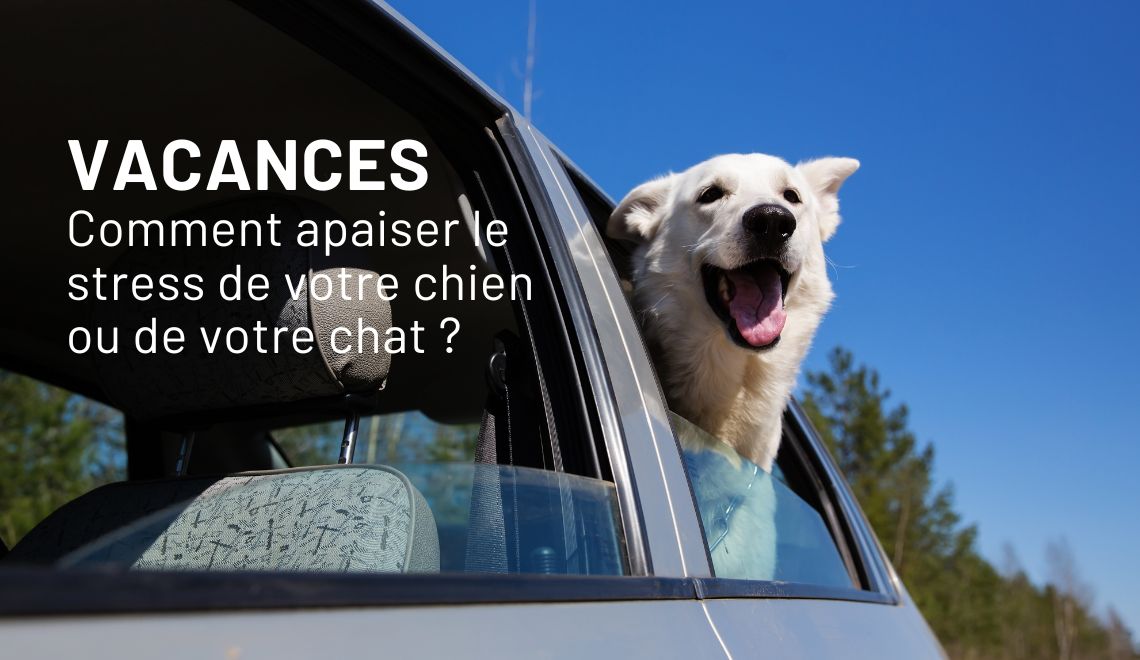Vacances : comment apaiser le stress de votre chien ou de votre chat ?
