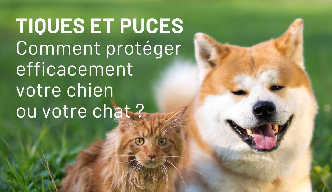 Tiques et puces : comment protéger efficacement votre chien ou votre chat au quotidien ?