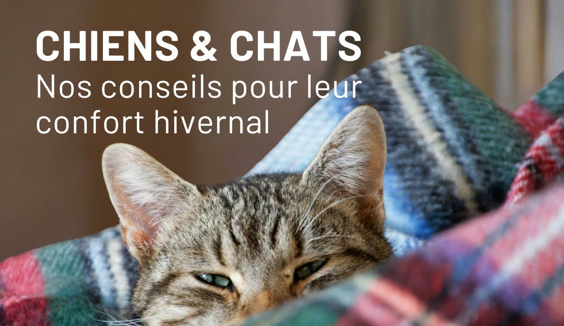 Confort hivernal pour chiens et chats : nos conseils de saison