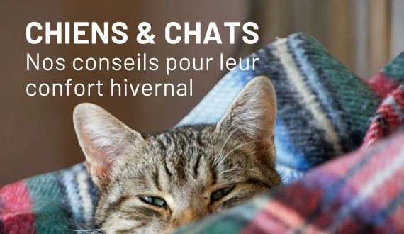 Confort hivernal pour chiens et chats : nos conseils de saison
