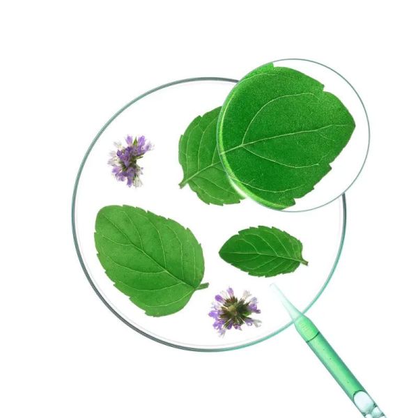 Shampoing Détox à la Menthe Aquatique Bio (200 ml)