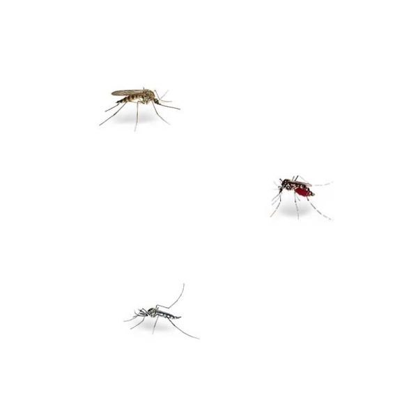 Cinq Sur Cinq Tropic Monoï Lotion Anti-Moustique formule renforcée zone à risques (75 ml)